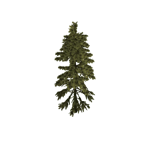 pine tree fg 1(windbend)